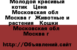 Молодой красивый котик › Цена ­ 100 - Московская обл., Москва г. Животные и растения » Кошки   . Московская обл.,Москва г.